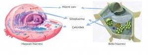 hayvan ve bitki hücresi kısımları