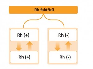 kan grupları rh faktörü