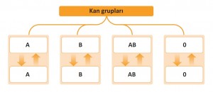 kan grupları ve kan alışverişi