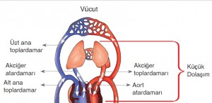 küçük kan dolaşımı