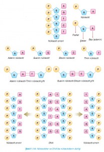 nükleotidler ve DNAda nükleotidlerin dizilişi