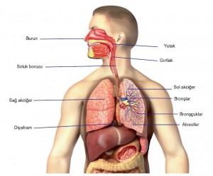 solunum sistemi organları