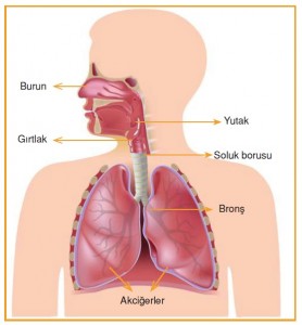 solunum sistemi yapıları