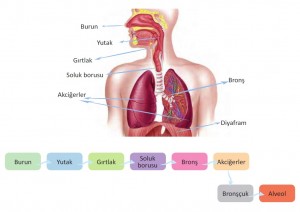 solunumda havanın izlediği yol