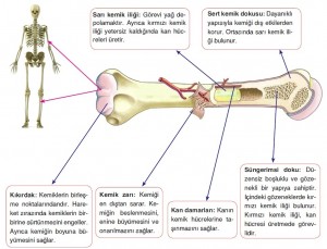 uzun kemik ve yapısı