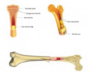uzun kemik çizimi