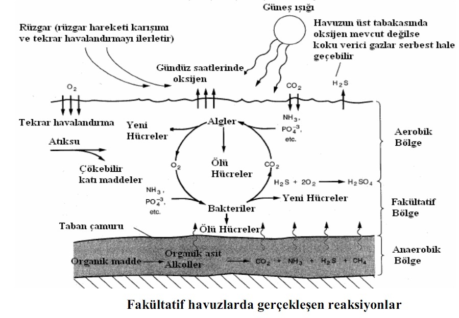 Fakültatif havuzlarda gerçekleşen reaksiyonlar