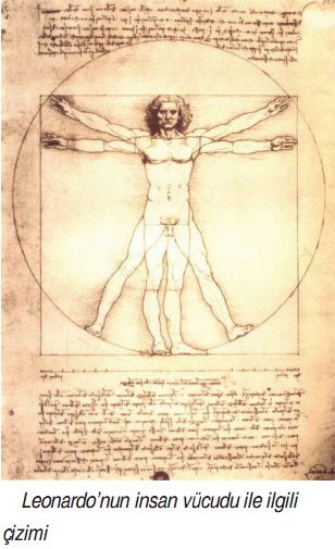 Leonardonun insan vücudu çizimi