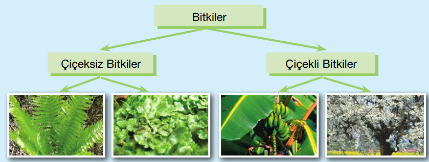 bitkilerin örnekli sınıflandırılması