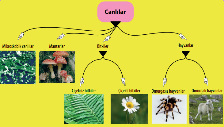 canlıların sınıflandırma şeması