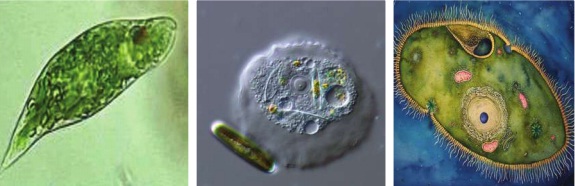 Protozoalar