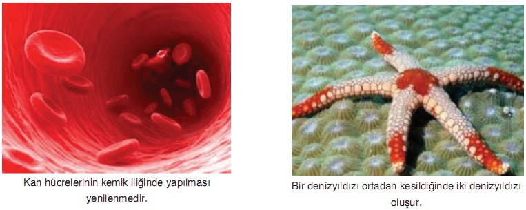 Rejenerasyon örnekleri