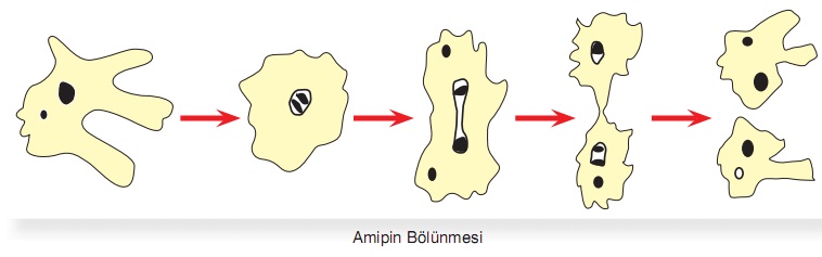 amipin bölünerek üremesi