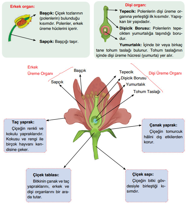 bitkiler eşeyli üreme organları