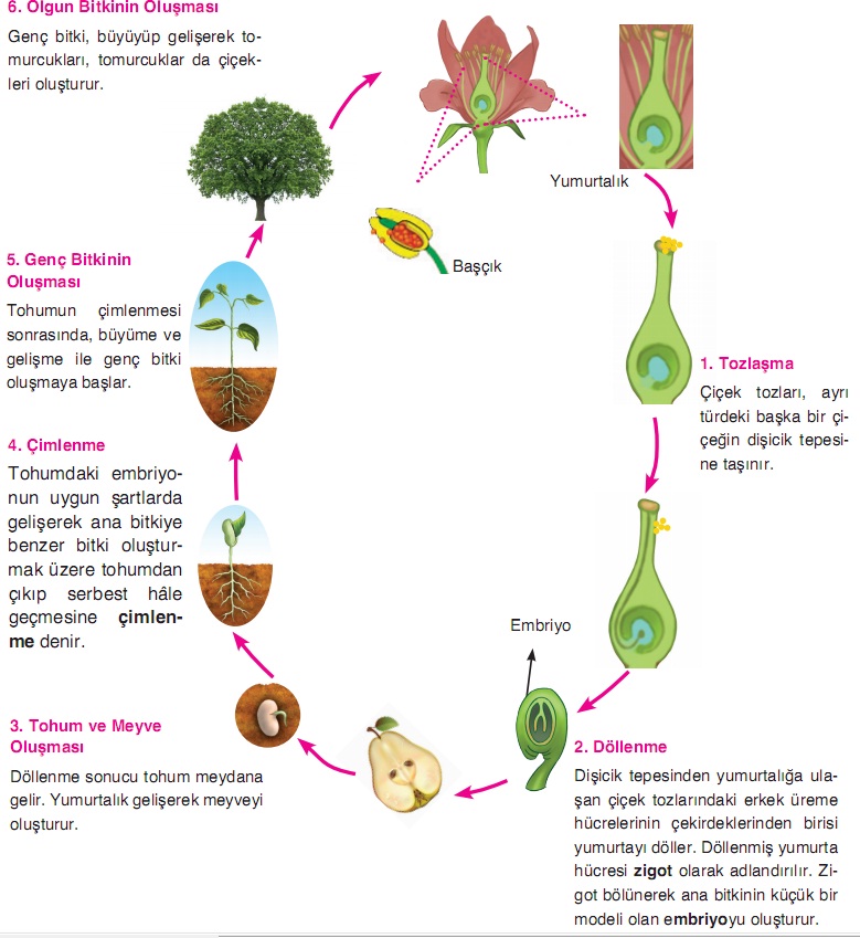 bitkilerde büyüme ve gelişme süreçleri