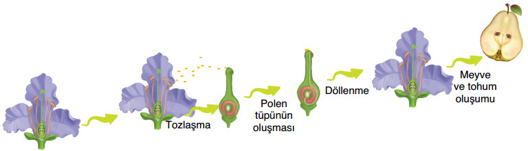 bitkilerde eşeyli üreme süreçleri