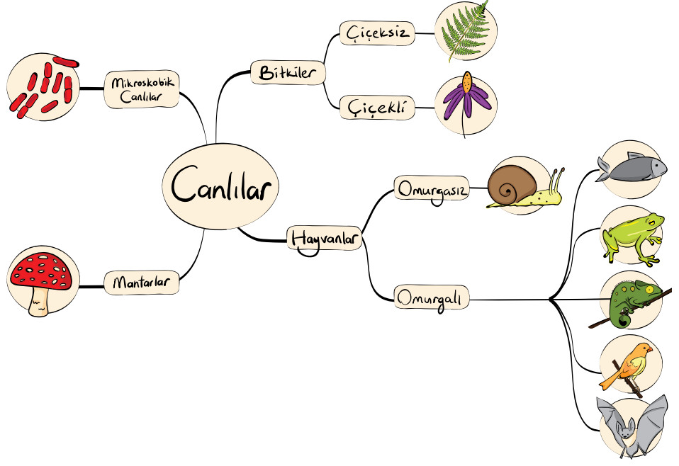 canlıları sınıflandırma şeması