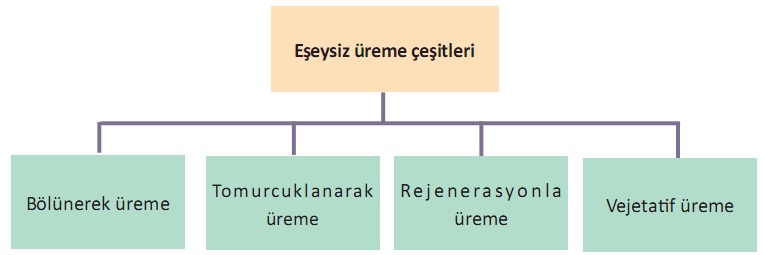 eseysiz uremenin tanimini yaparak cesitlerini orneklerle aciklayiniz