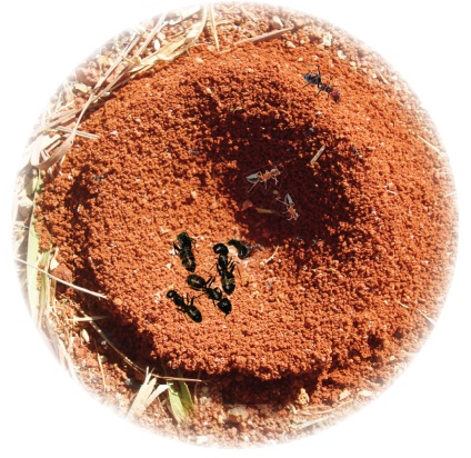 karınca popülasyonu