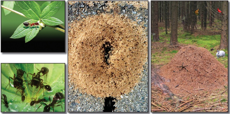 karıncaların doğal dünyası