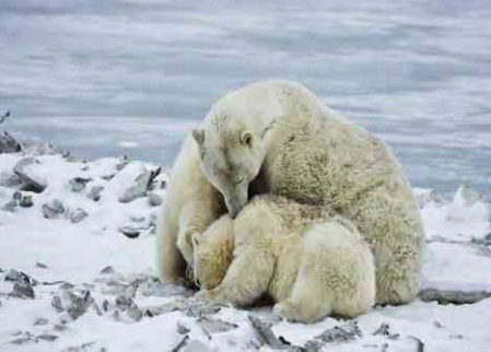 küresel ısınma kutup ayıları