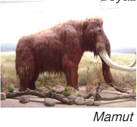 nesli tükenen mamut
