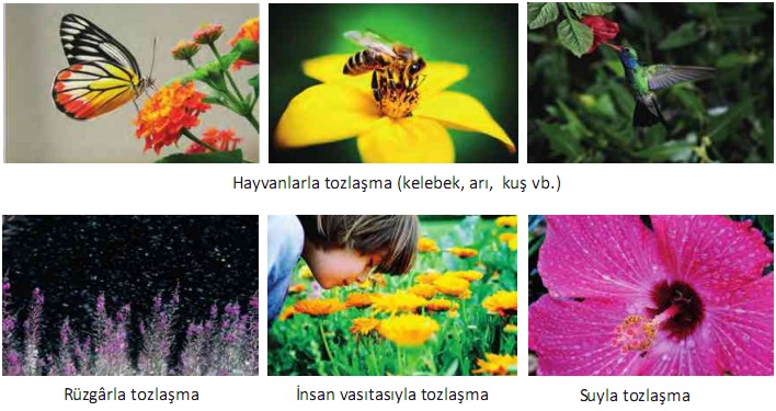 tozlaşma nasıl olur