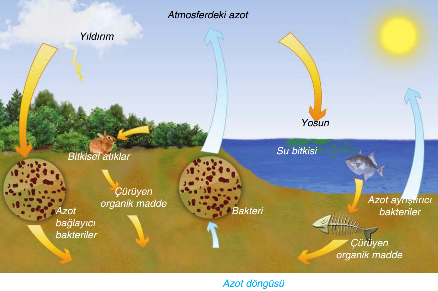 azot döngüsü resimi