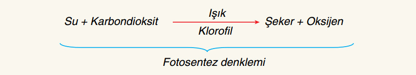 fotosentez denklemi