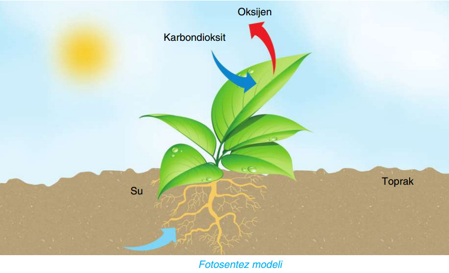 fotosentez modeli