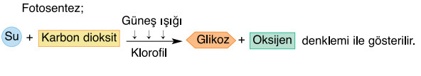 fotosentezin önemi denklemi
