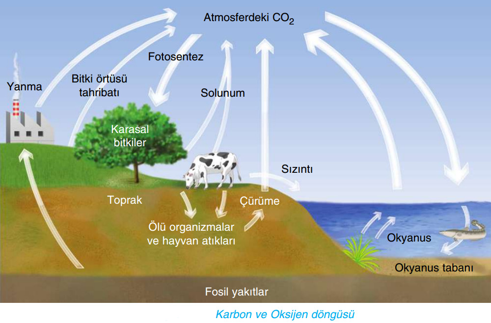 karbon ve oksijen döngüsü