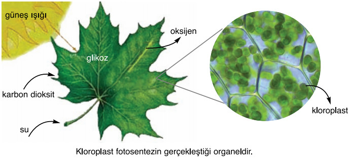 kloroplast fotosentezin gerçekleşmesi