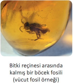 fosilleşme